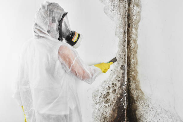 Best DIY Mold Remediation Support Services in Bensenvle, IL