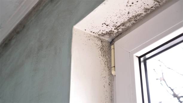Best Emergency Mold Remediation in Bensenvle, IL