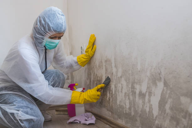 Best Kitchen Mold Remediation in Bensenvle, IL