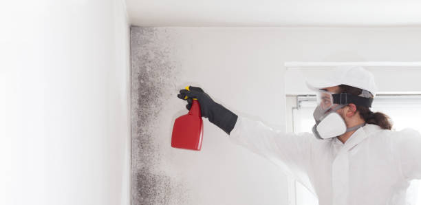 Best Mold Remediation for Schools in Bensenvle, IL