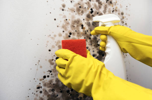 Best Health and Safety Mold Remediation in Bensenvle, IL