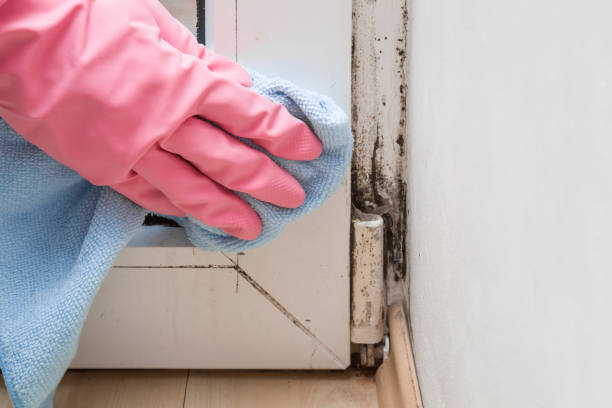 Best White Mold Remediation in Bensenvle, IL