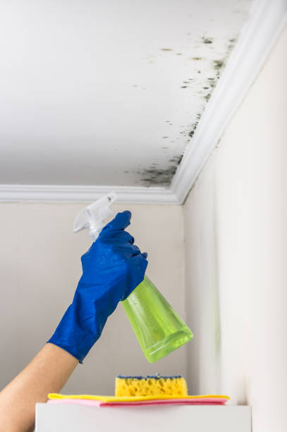 Best Attic Mold Remediation in Bensenvle, IL