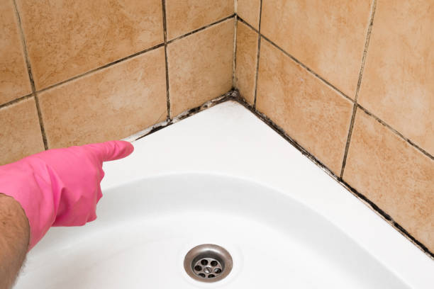 Best Black Mold Remediation in Bensenvle, IL